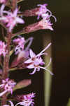 Slender blazing star